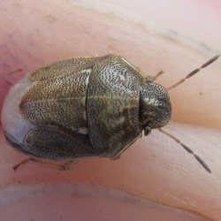 Neottiglossa pusilla